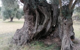 Autor : FERNANDO ZORRILLA