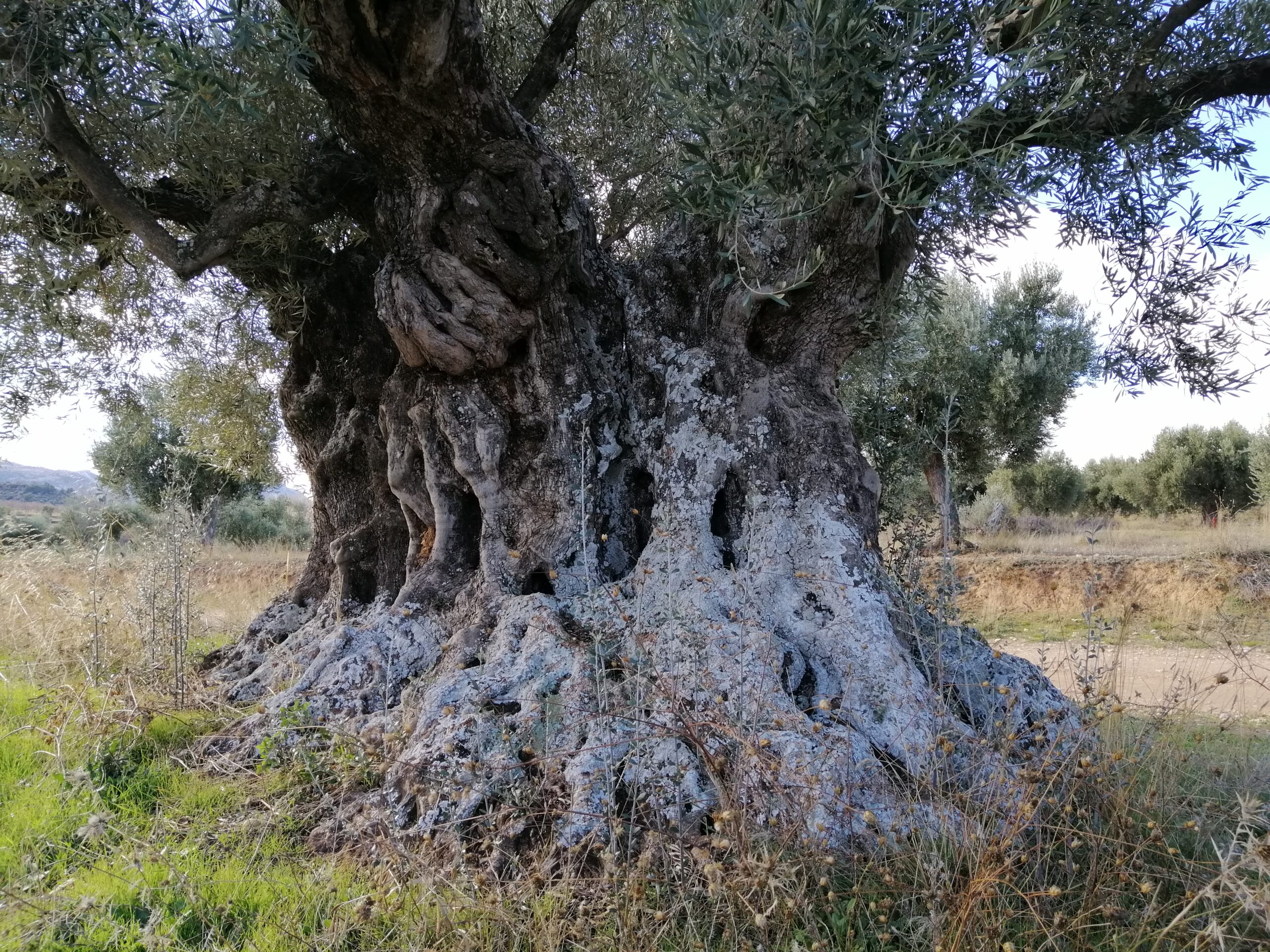 OLIVERA DE ROMERO AUTOR : FERNANDO ZORRILLA