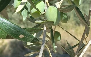 Autor : Fernando Zorrilla