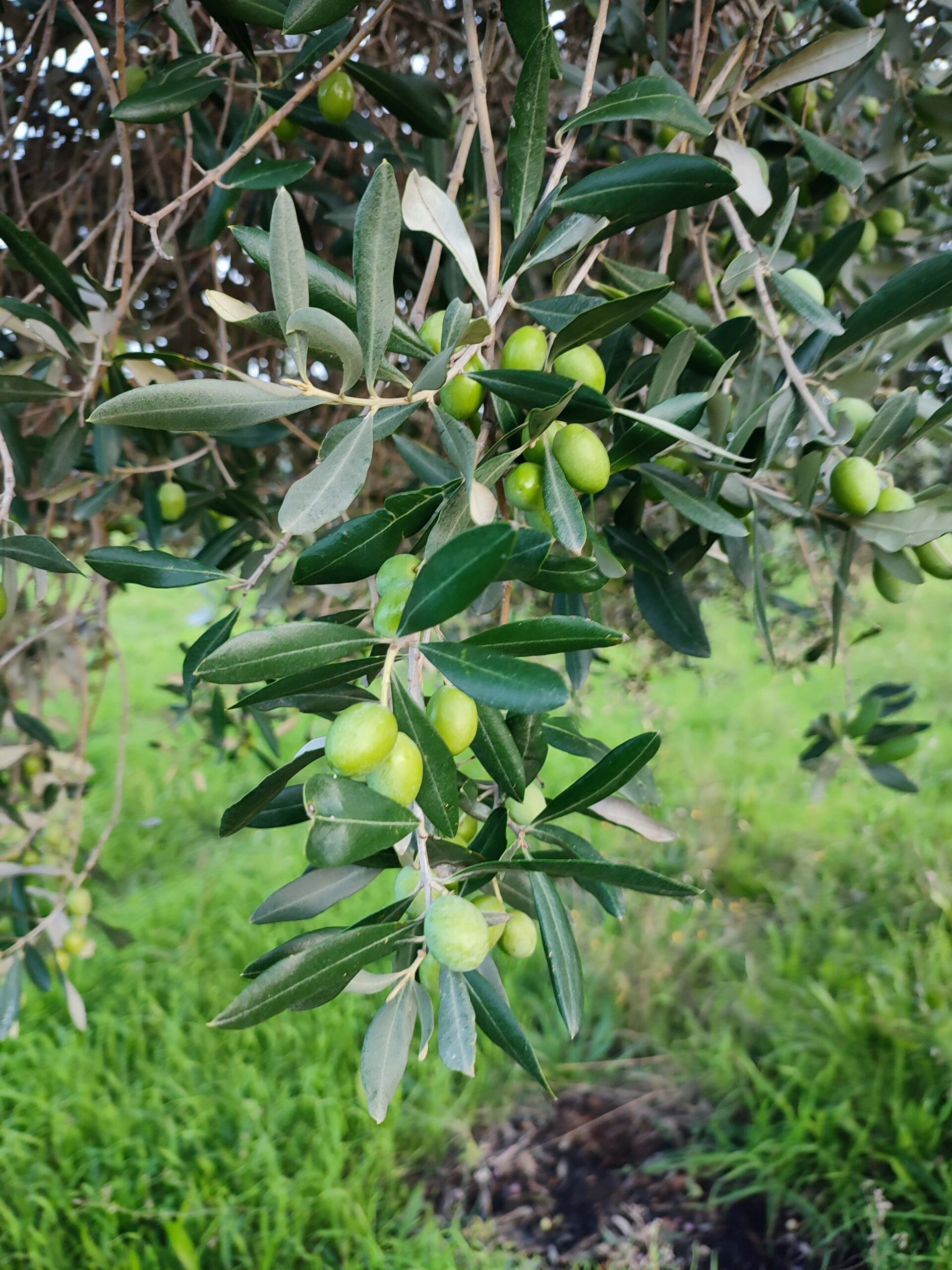 Castillazuelo frutos